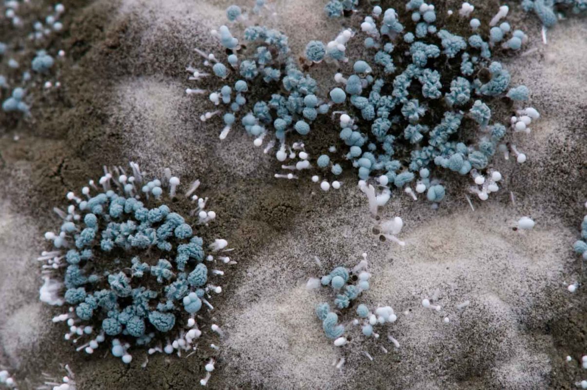 Mold and Bacteria