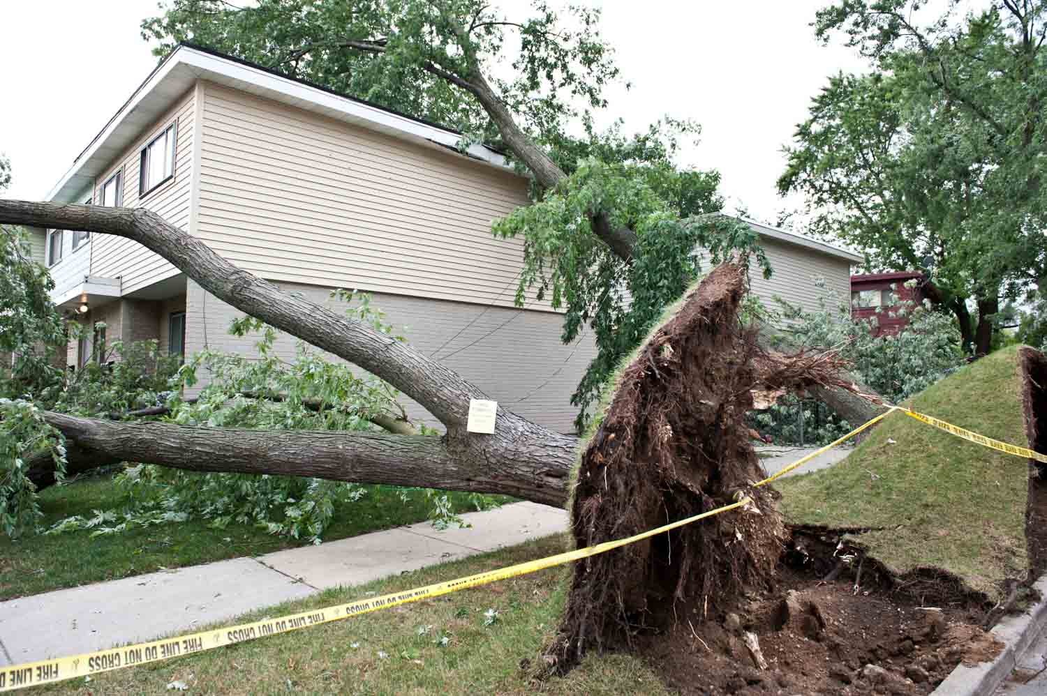 Tree uprooted in New York storm