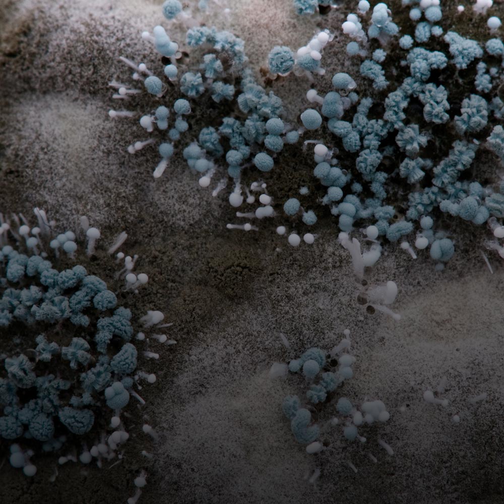 Mold and Bacteria