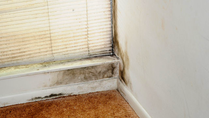 Black Mold in New York Home