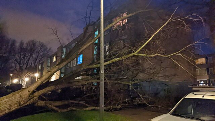Fallen Tree on Building in Need of Storm Damage Restoration