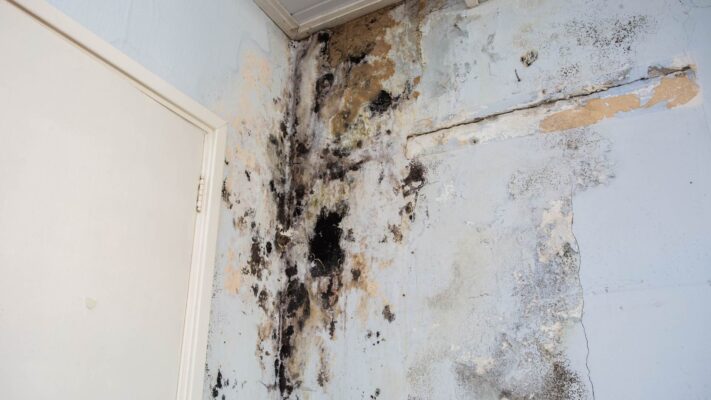 Understanding the Dangers of Mold and How to Deal with It